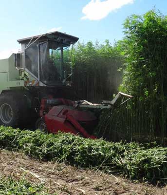 Hemp Harvesting Machine